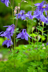 Beautiful garden flower in the summer. Aquilegia Is also called an eagle or a catchment. Genus of perennial herbaceous plants of the Ranunculaceae blue, pink, purple bud. . Natural background.