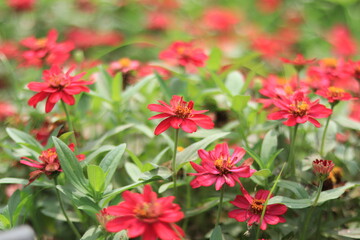 Flowers blooming in the flower bed of Oshima Kmatsugawa Park ,japan,tokyo 