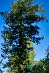 Fototapeta premium Big old tree on a blue sky