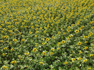 Background of sunflowers in the field, top view of blooming sunflowers under the scorching sun.