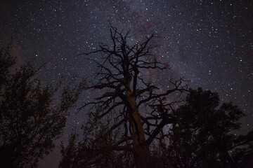 The Milky Way stars above a tall barren tree