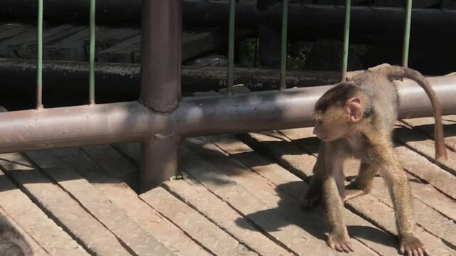 Little monkey Playing in Nairobi  National park in the mid of the corona pandemic
