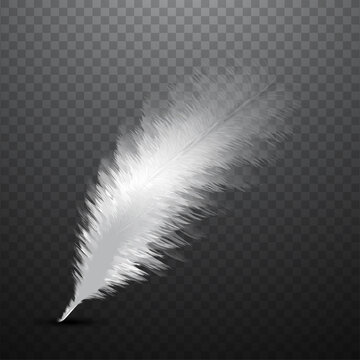 Illustration of Realistic white fluffy twirled feather on transparent background.