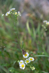 Butterfly on a Daisy flower on a summer day