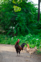 hen & rooster(cock)