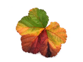 Autumn colored leaf from a cloudberry plant isolated on white background