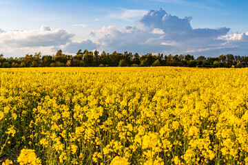 Obraz premium Yellow field of rapeseed in the sunset time