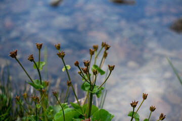 APPENNINO TOSCO EMILIANO | FLORA | SORGENTE DEL SECCHIA