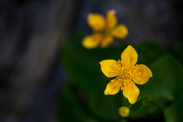 APPENNINO TOSCO EMILIANO | FLORA | SORGENTE DEL SECCHIA
