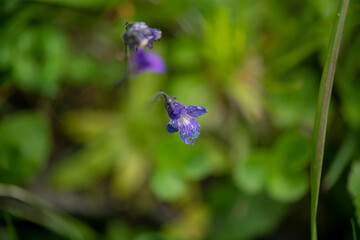 APPENNINO TOSCO EMILIANO | FLORA | SORGENTE DEL SECCHIA