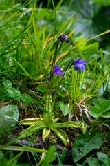 APPENNINO TOSCO EMILIANO | FLORA | SORGENTE DEL SECCHIA