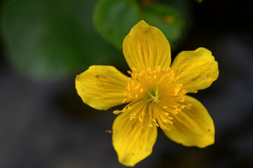 APPENNINO TOSCO EMILIANO | FLORA | SORGENTE DEL SECCHIA