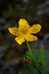 APPENNINO TOSCO EMILIANO | FLORA | SORGENTE DEL SECCHIA