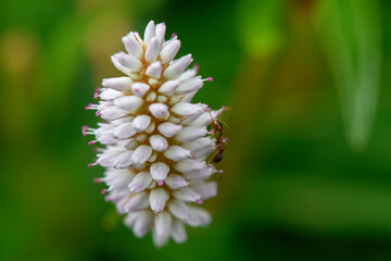 APPENNINO TOSCO EMILIANO | FLORA | SORGENTE DEL SECCHIA