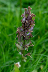 APPENNINO TOSCO EMILIANO | FLORA | SORGENTE DEL SECCHIA