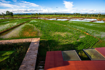 The panoramic background of the green rice fields, with wooden bridges to walk in the scenery and the wind blows through the cool blurred while traveling.