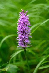 APPENNINO TOSCO EMILIANO | FLORA | SORGENTE DEL SECCHIA