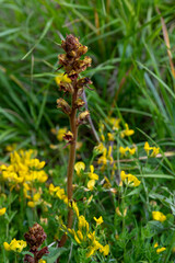 APPENNINO TOSCO EMILIANO | FLORA | SORGENTE DEL SECCHIA