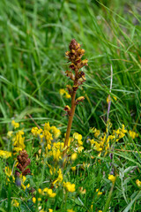 APPENNINO TOSCO EMILIANO | FLORA | SORGENTE DEL SECCHIA