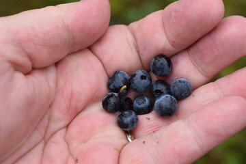 Fresh newly picked blueberries in womans hand