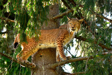 Luchs auf Baum