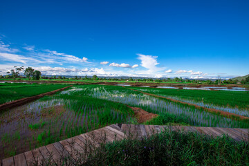 Obraz premium The panoramic background of the green rice fields, with wooden bridges to walk in the scenery and the wind blows through the cool blurred while traveling.