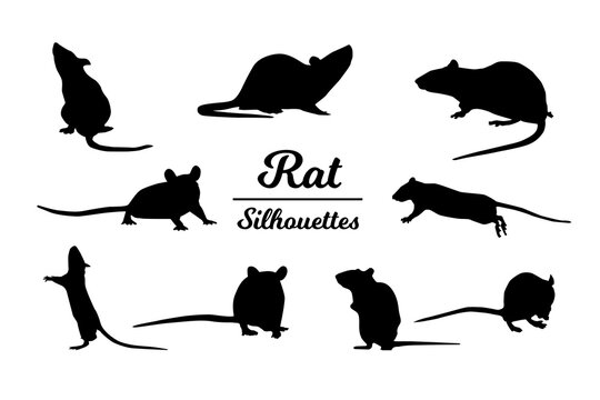 Rat animal silhouettes. Black and white outline.
