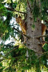 Luchs auf Baum