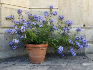 Beautiful flowers in a pot in the garden.