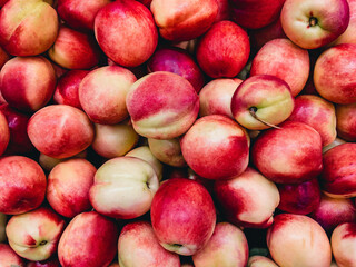 Juicy ripe bright pink nectarines (Prunus persica) lay on top of each other in natural light. View from above.