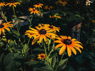 The beautiful yellow flowers of Rudbeckia bloom in the garden and are illuminated by sunlight.