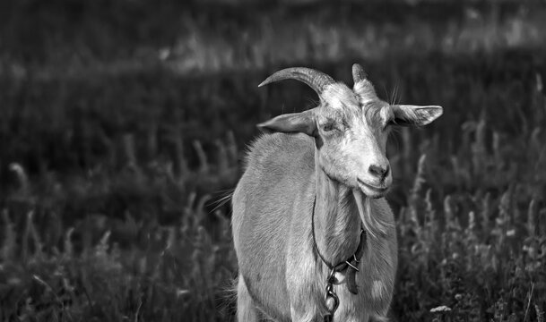 A domestic goat grazes in a meadow. Close-up photo in black and white.