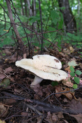 Fototapeta premium A poisonous mushroom called toadstool. The mushroom grows in the forest. 