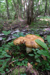 A poisonous mushroom called toadstool. The mushroom grows in the forest.
