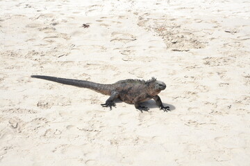 Lying Iguana on white sand beach. Galapagos Islands, Ecuador.