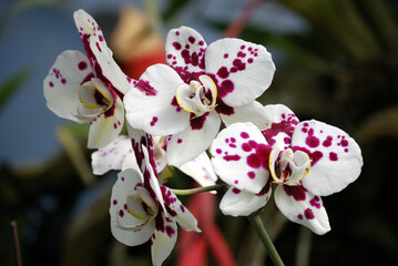 Orqu&iacute;deas Venezolanas
