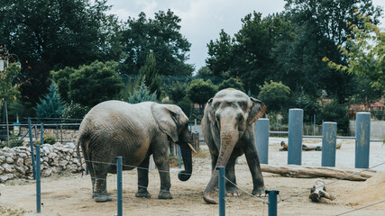 elephant in the zoo