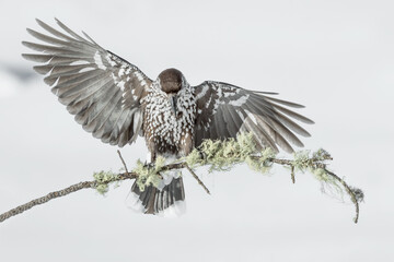 Nutcracker lands on branch (Nucifraga caryocatactes)