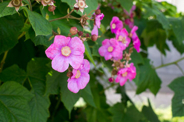 Rubus odoratus - blooming decorative raspberry Bush, pink flowers on a background of green foliage....
