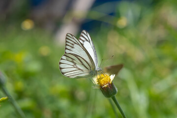 Striped Albatross butterfly on flower.	