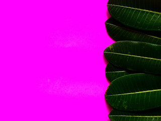 Obraz premium Forest treeline made of green leaves for bright background. Minimal nature concept flat lay