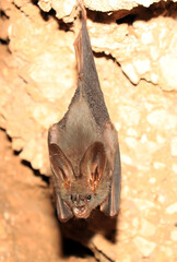 Bat on a cave
