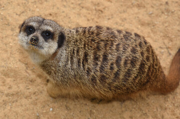 Fototapeta premium animal in a zoo