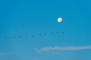 Flock of geese flying along the moon in a blue sky at sunrise in an early summer morning, Almere, Flevoland, The Netherlands, August 6, 2020