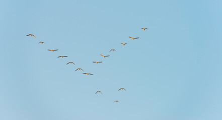 Flock of geese flying in a blue sky at sunrise in an early summer morning, Almere, Flevoland, The Netherlands, August 6, 2020