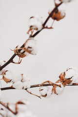 Cotton branch on white background. Dried  fluffy cotton flowers. Floral Background. space for text, selective focus 