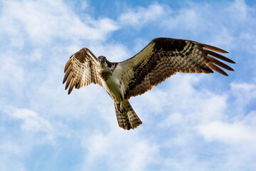 Fototapeta premium Osprey flying in the sky 