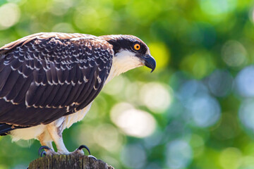Osprey Bird of Prey