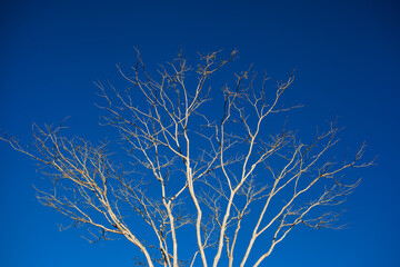 Tree branches over blue sky without clouds