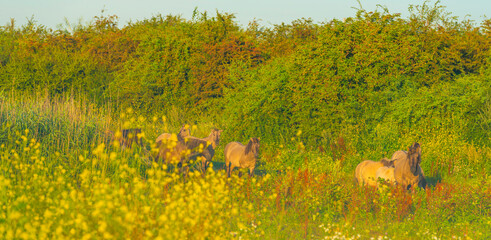 Horses in a bright field with colorful wild flowers at sunrise in a early summer morning with a blue sky, Almere, Flevoland, The Netherlands, August 6, 2020 © Naj
